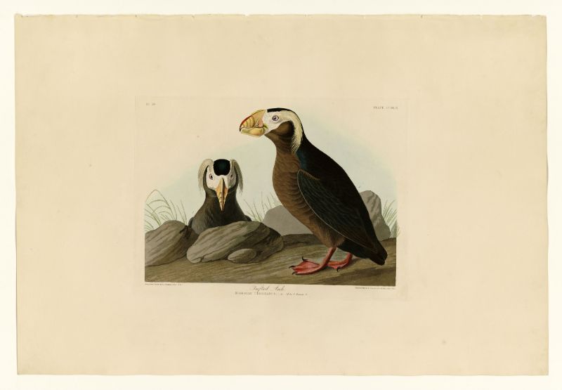 Audubon - Tufted Auk - Plate 249