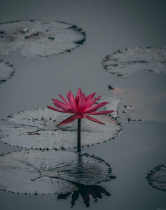 Various Photographers - Water Lilly by Sharad Bhat
