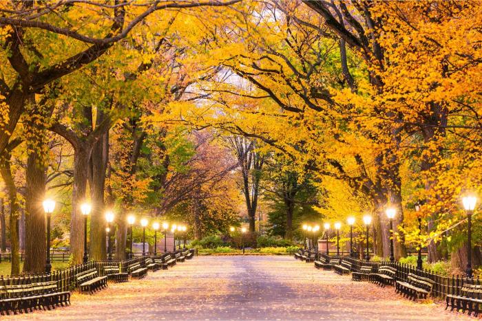A pathway in Central Park, New York, with autumn-colored trees and benches, illuminated by street lights.
