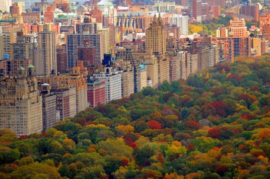 An overhead view of New York City's Central Park during the fall season, with a dense canopy of trees showing autumn colors and surrounding high-rise buildings.