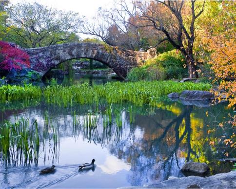 A scenic view of Gapstow Bridge over a pond in Central Park, New York City, with trees in autumn colors and ducks swimming in the water.