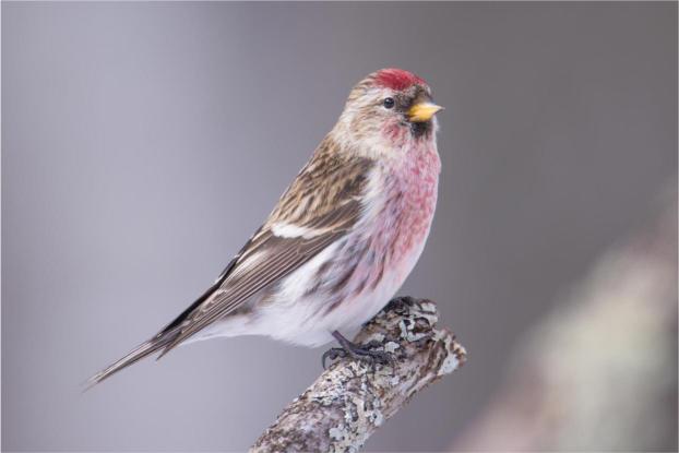 A close-up image of a Common Redpoll bird perched on a branch with a blurred natural background.