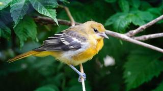 A Baltimore Oriole perched on a branch with green leaves in the background.