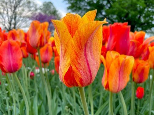A close-up image of a tulip with orange and yellow petals in the foreground, with more tulips visible in the background.