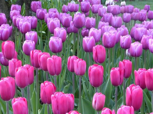 A field of pink and purple tulips