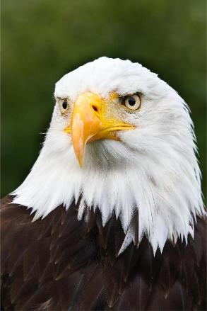 A close-up image of a bald eagle with a clear view of its head and beak.
