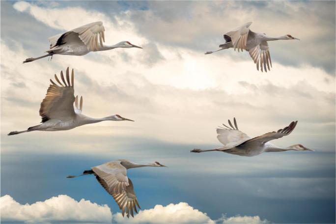 A photograph of several sandhill cranes flying against a cloudy sky.