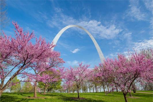 The St. Louis Gateway Arch with pink flowering trees in the foreground against a blue sky with clouds.