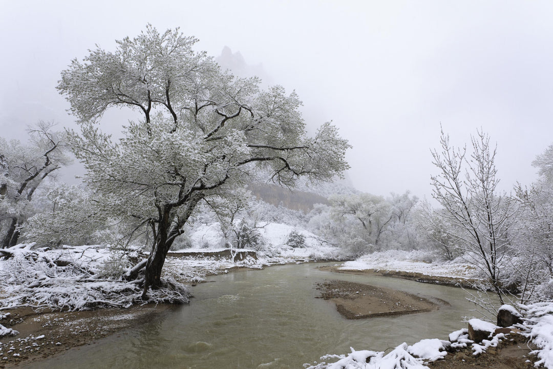 A snowy landscape in Zion National Park with a tree standing next to a river, covered in a thin layer of snow.