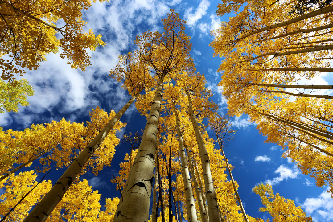 A photograph of yellow aspen trees against a blue sky with clouds.