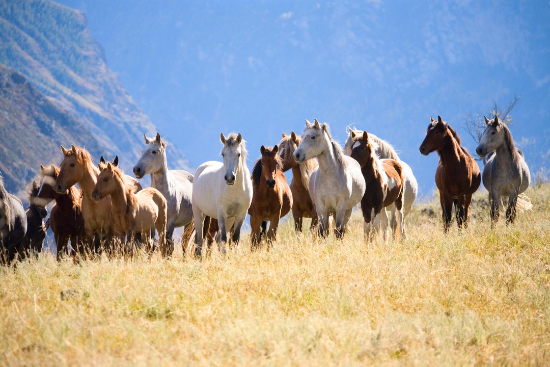 A photograph of a herd of horses running in an open field with mountains in the background.