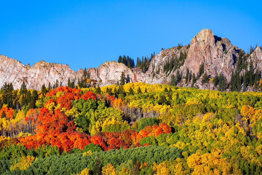 A vibrant image showcasing autumn aspen tree leaves in a mountainous landscape with blue sky.