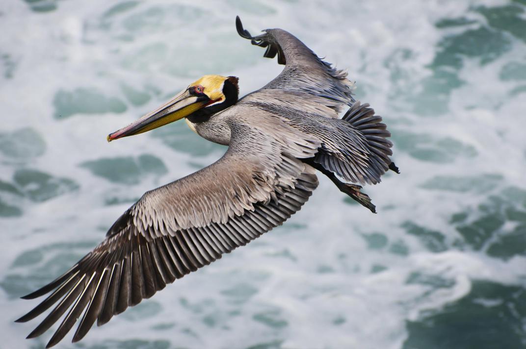 A brown pelican in flight with ocean waves in the background.