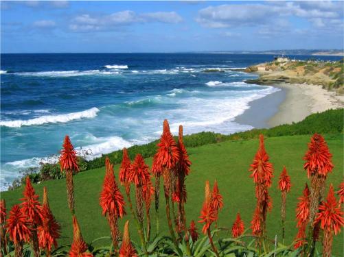 A scenic view of the La Jolla Coast with vibrant red Aloe Vera plants in the foreground and the ocean in the background.