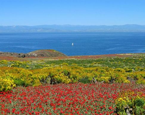A landscape view of the California Channel Islands National Park with a field of flowers in the foreground and the ocean and islands in the background.