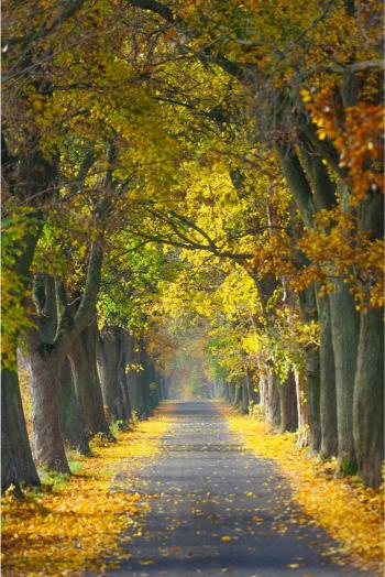 Tunnel of trees with yellow leaves on a sunny day