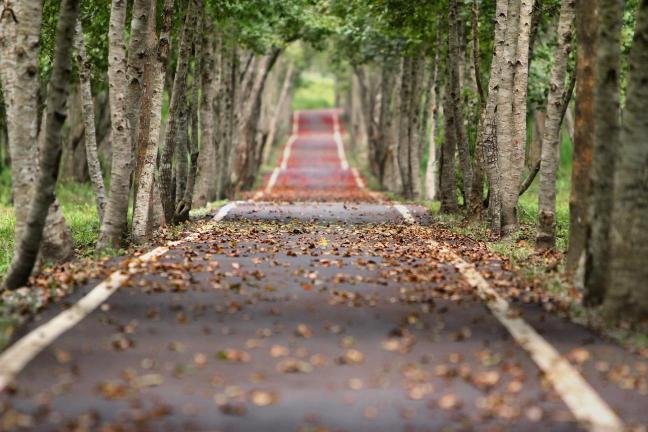 Tunnel of trees with a path in the middle