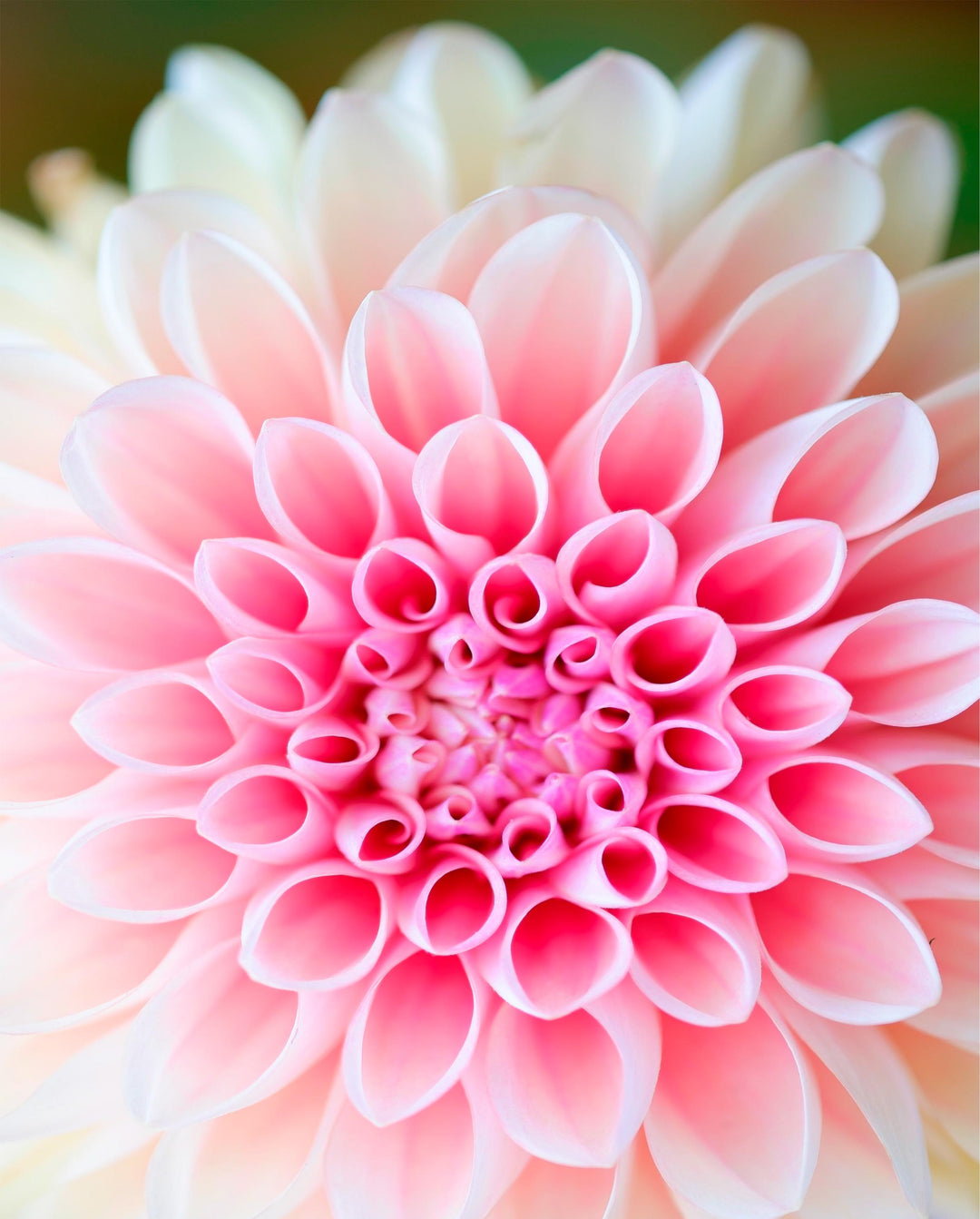 Close-up of a pink flower with a blurred background