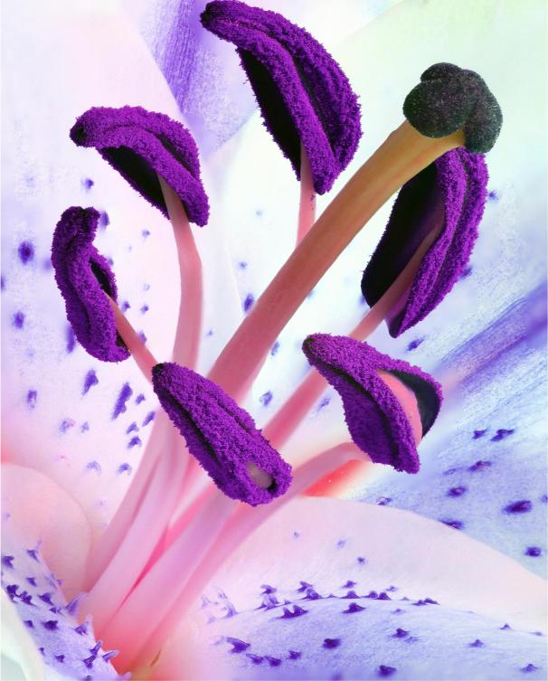 Purple mushroom-like objects with pink stems on a light purple background