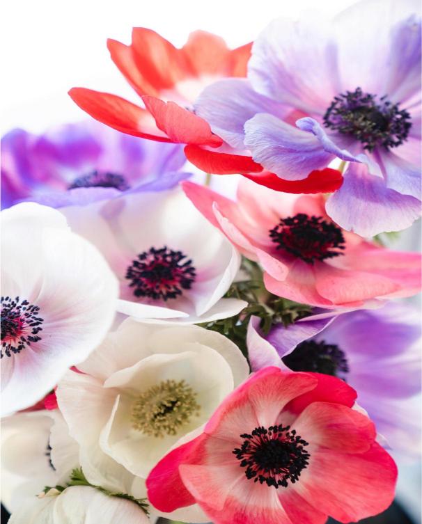 Close-up of colorful anemone flowers with red, white, and purple petals.