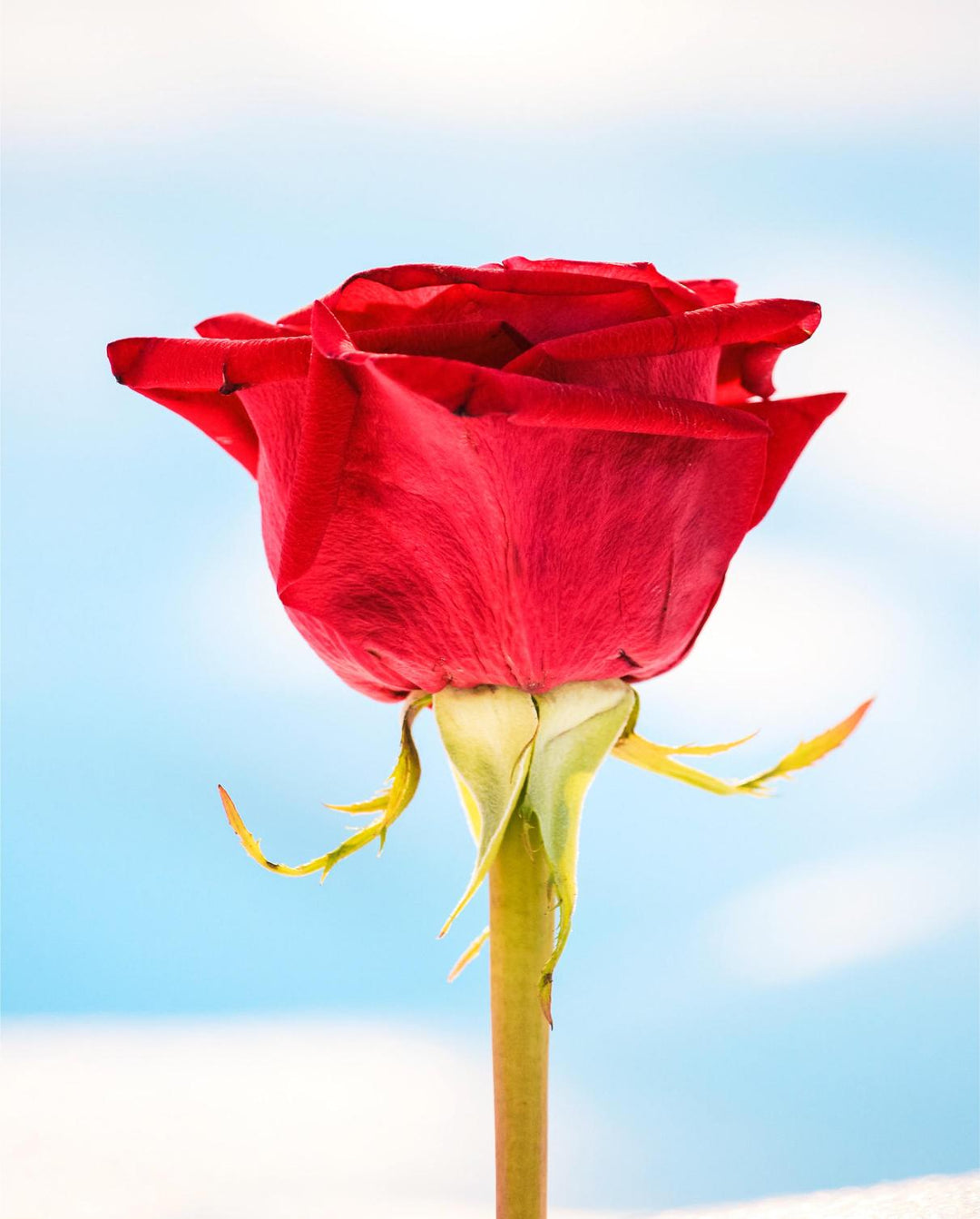 Single red rose against a blue sky background