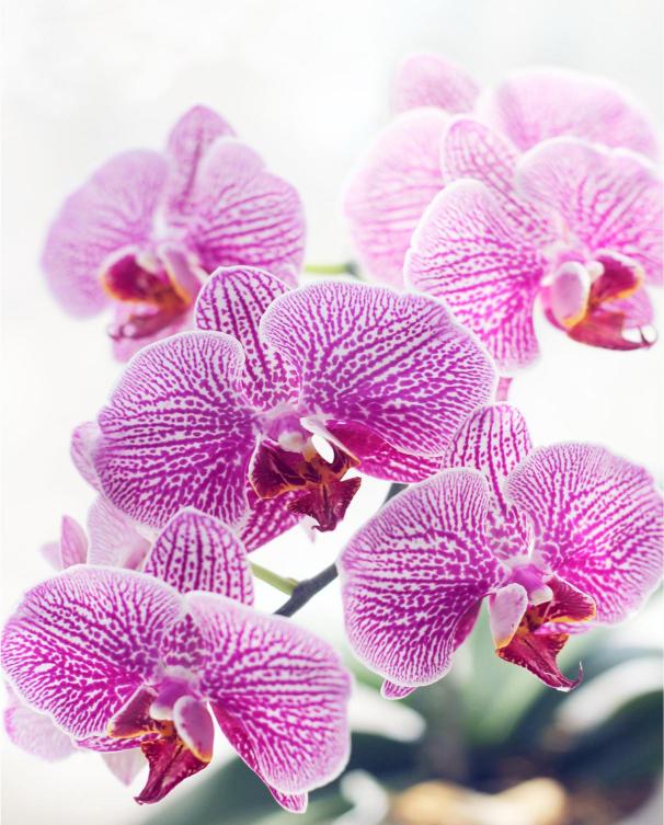 Close-up of pink orchids with a blurred background
