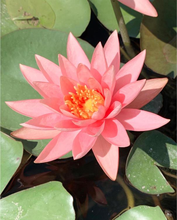 Pink water lily flower with green leaves in the background