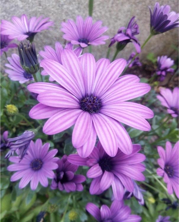 Close-up of purple flowers with a blurred background