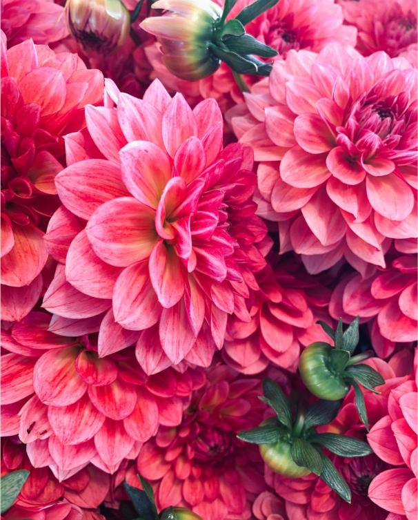 Close-up of vibrant pink and red dahlias with green stems.