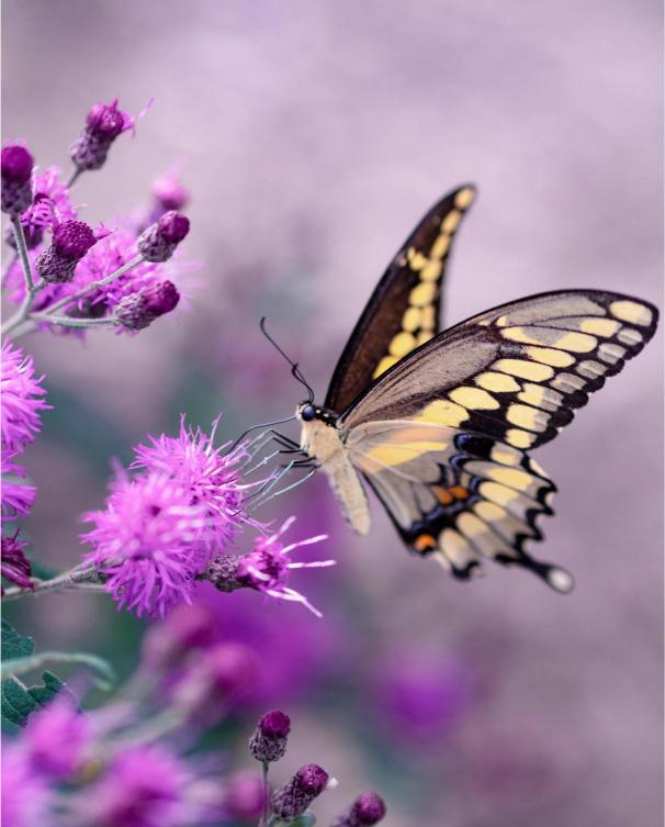Butterfly on a purple flower with a soft focus background