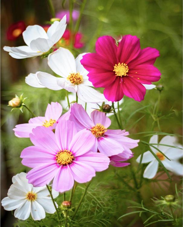 Colorful flowers including pink, white, and purple cosmos with green leaves.