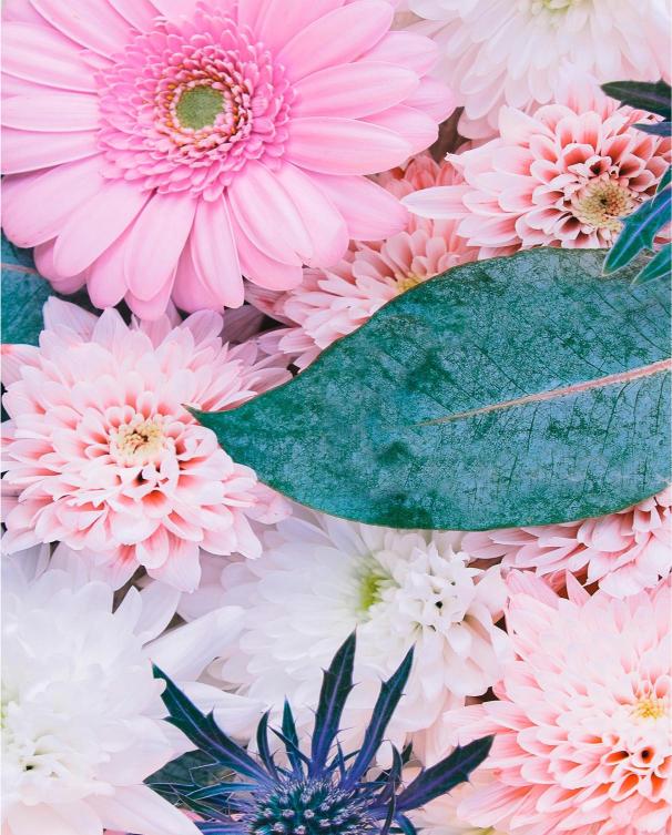 Close-up of pink and white flowers with green leaves on a floral background