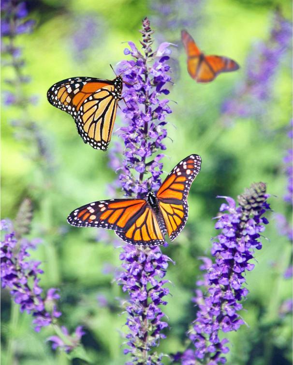 Monarch butterflies on purple flowers with a blurred green background