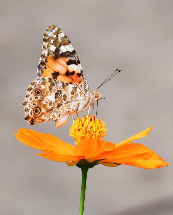 Butterfly on an orange flower with a blurred background
