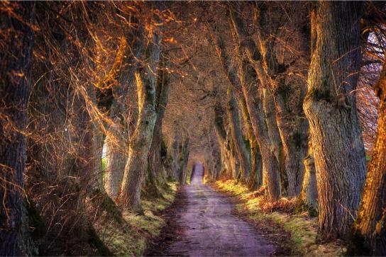 Winding road flanked by tall trees with a warm, golden glow