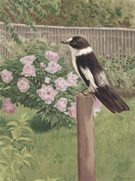 A black and white bird perches on a wooden post in a garden. Pink roses bloom vibrantly in the background, with a wooden fence partially visible.