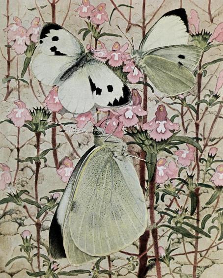 Illustration of three white butterflies with black markings resting on pink flowering plants. The setting is delicate, conveying a sense of calm and nature.