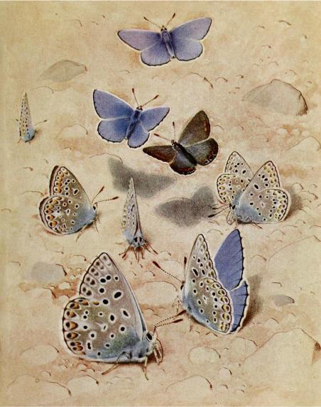 Illustration of nine blue and brown butterflies with spotted wings, gracefully fluttering on a sandy surface, evoking a serene and natural atmosphere.
