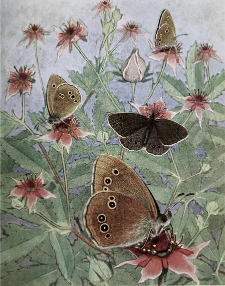 Illustration of butterflies with eye-like markings on brown wings, resting on pink flowers with green foliage in a serene, natural setting.