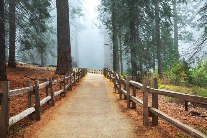 Pathway in a national park with sequoia trees on both sides, wooden fence along the edges, and mist in the background.