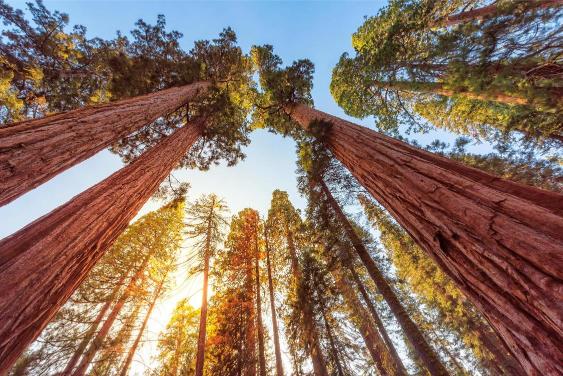 A scenic view looking up at the tall sequoia trees with the sky visible through the canopy.