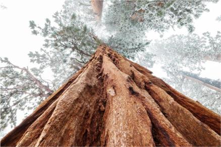 A large sequoia tree viewed from a low angle, with a forest and snow-covered ground in the background.