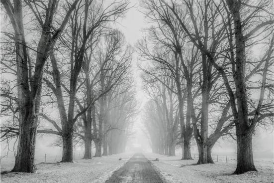 Wintery scene with a foggy road flanked by bare trees