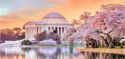 The image depicts the Jefferson Memorial in Washington DC, with cherry blossom trees in full bloom in the foreground, reflecting on the water surface.