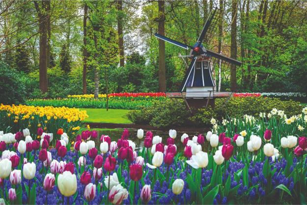 Colorful tulips in a garden with a windmill in the background