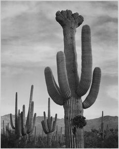Ansel Adams - Cactus in Saguaro