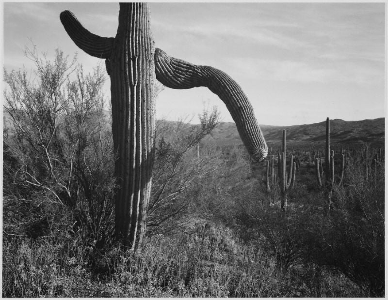 Ansel Adams  Cactus in Saguaro 3
