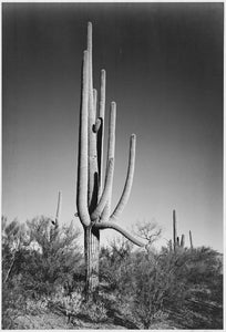 Ansel Adams - Cactus in Saguaro 4