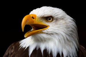 Various Photographers - American Bald Eagle