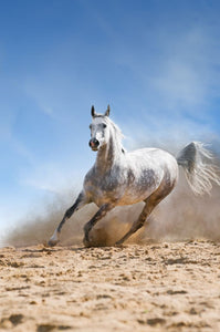 Various Photographers - Arabian Horse